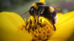 Факти за пчелите
