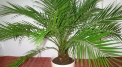 Костна вечеря