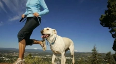 Физически натоварвания за кучета