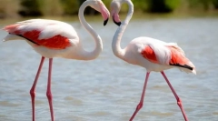 Фламинго