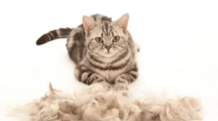 Cat furmitator: незаменима притурка за шлайфане и домашна грижа