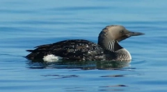 Гагара бебър европейска