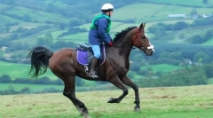 Галоп и преходи от една алира до друга