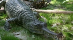 Gavial gavial