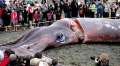 Къде са гигантските пробушки?