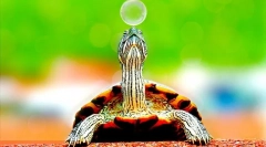 Където живеят костенурките, околната среда и местообитанието