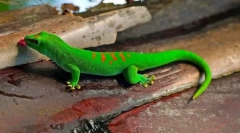 Gecko (снимка): гущер с фантастични способности