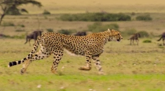 Cheetah: интересни факти за бърз бърз хищник