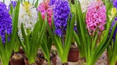 Hyacinth