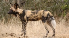 Хиенал куче