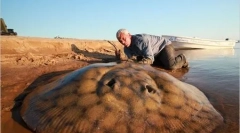 Гигантски речни чудовища (20 снимки)