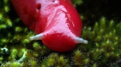 Гигантски розов планински slug caputar (5 снимки)