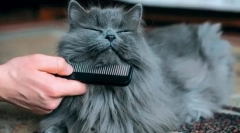 Хигиенни процедури за котки