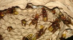 Гнездо на конете и начините за унищожаване