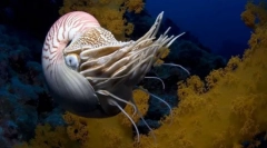 Changogo mollusks