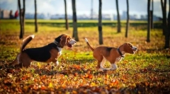 Кучешка кучка: избор на порода