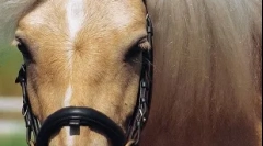 Готланд пони