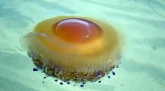 Грейсни и опасни: 10 най-красиви медузи в света