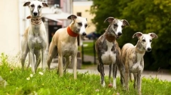 Greyhouound (снимка): кой в светлината на всичко е по-бърз - не наваксайте с куче сиво!