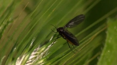 Гъби комарик