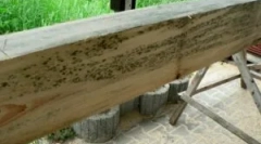Гъбички върху дърво и дървообработване от мухъл