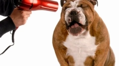 Количество за кучета