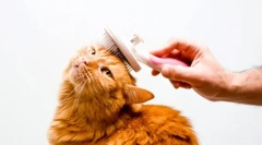 Котлети за оформяне у дома: видове и особености на котешката хигиена