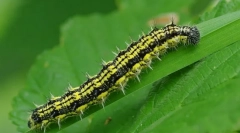 Caterpillar