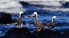 Гузей. Отдаване на птици