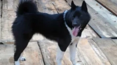 Хъски и като - търсим разлики