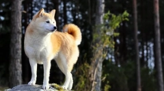 Khatiko - кучешка порода akita inu (снимка): голям спътник и мъртъв приятел