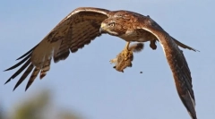Predator birds