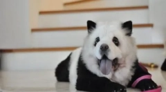 Хит китай: chow-chow panda