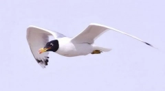 Хохотун черноголова