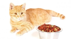 Holastic cat град: отзиви и подробен преглед на най-добрите фуражи