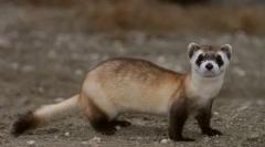 Ferreet american