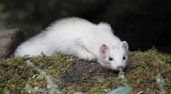 Описание на ferret, начин на живот, местообитание, където живее