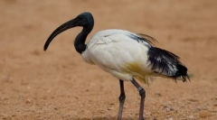 Ibis свещена