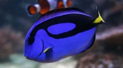 Ихтиология