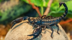 Imperial scorpio