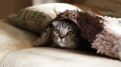 Интересно за котките