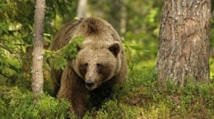 Интересно за мечките