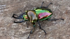 Интересно за насекомите