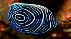 Интересно за рибата