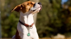 Интересно за кучетата