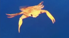 Интересни факти за корър на черно море