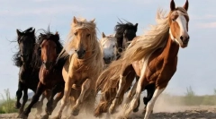 Интересни факти за коне