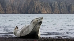 Интересни факти за морските леопарди