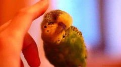 Интересни факти за вълнообразните папагали