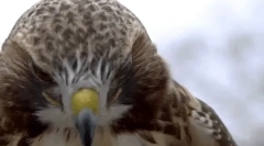 Интересни факти за ястреба